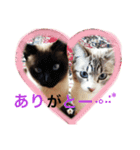 シャム猫  ばなな＆みるく（個別スタンプ：1）