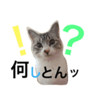 シャム猫  ばなな＆みるく（個別スタンプ：2）