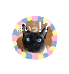 シャム猫  ばなな＆みるく（個別スタンプ：4）
