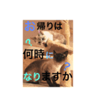 シャム猫  ばなな＆みるく（個別スタンプ：7）