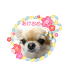 チワワのLilyとうさぎのmimi 2（個別スタンプ：2）