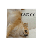 チワワのLilyとうさぎのmimi 2（個別スタンプ：3）