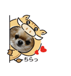 チワワのLilyとうさぎのmimi 2（個別スタンプ：7）