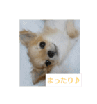 チワワのLilyとうさぎのmimi 2（個別スタンプ：12）