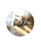 チワワのLilyとうさぎのmimi 2（個別スタンプ：13）