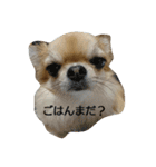 チワワのLilyとうさぎのmimi 2（個別スタンプ：14）