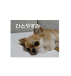 チワワのLilyとうさぎのmimi 2（個別スタンプ：16）