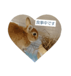 チワワのLilyとうさぎのmimi 2（個別スタンプ：20）