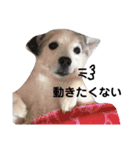 チャコにゅ2（個別スタンプ：3）