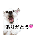 チャコにゅ2（個別スタンプ：9）