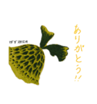 コウモリラン ビカクシダ 珍奇植物（個別スタンプ：2）