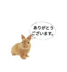 ありがとウサギ（個別スタンプ：2）