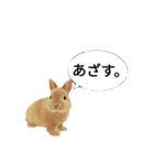 ありがとウサギ（個別スタンプ：3）
