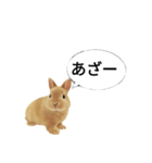 ありがとウサギ（個別スタンプ：4）