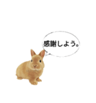 ありがとウサギ（個別スタンプ：6）