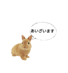 ありがとウサギ（個別スタンプ：7）