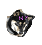 黒柴小梅（個別スタンプ：1）