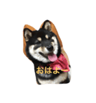 黒柴小梅（個別スタンプ：5）