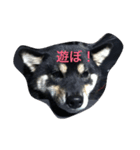 黒柴小梅（個別スタンプ：6）