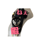 黒柴小梅（個別スタンプ：8）
