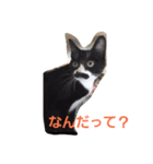 わがやの保護猫スタンプ（個別スタンプ：2）