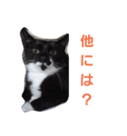 わがやの保護猫スタンプ（個別スタンプ：3）