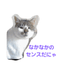 わがやの保護猫スタンプ（個別スタンプ：4）