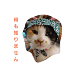 わがやの保護猫スタンプ（個別スタンプ：5）