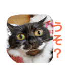 わがやの保護猫スタンプ（個別スタンプ：7）