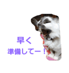 わがやの保護猫スタンプ（個別スタンプ：8）