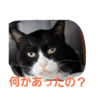 わがやの保護猫スタンプ（個別スタンプ：9）