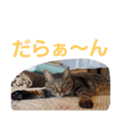 わがやの保護猫スタンプ（個別スタンプ：11）