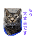 わがやの保護猫スタンプ（個別スタンプ：13）