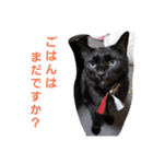 わがやの保護猫スタンプ（個別スタンプ：14）