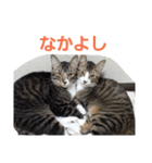 わがやの保護猫スタンプ（個別スタンプ：15）