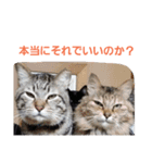 わがやの保護猫スタンプ（個別スタンプ：17）