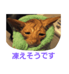 わがやの保護猫スタンプ（個別スタンプ：19）