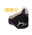 わがやの保護猫スタンプ（個別スタンプ：20）