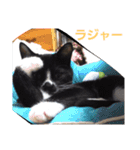 わがやの保護猫スタンプ（個別スタンプ：21）