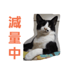 わがやの保護猫スタンプ（個別スタンプ：22）