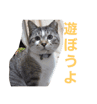 わがやの保護猫スタンプ（個別スタンプ：23）