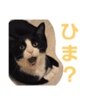わがやの保護猫スタンプ（個別スタンプ：24）
