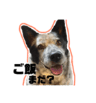 ぶっちー日常スタンプ（個別スタンプ：1）