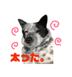 ぶっちー日常スタンプ（個別スタンプ：5）