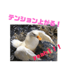 コールダックのKちゃん/call duck（個別スタンプ：7）