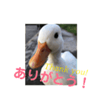 コールダックのKちゃん/call duck（個別スタンプ：11）