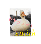 コールダックのKちゃん/call duck（個別スタンプ：16）