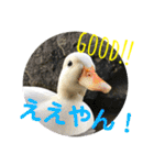 コールダックのKちゃん/call duck（個別スタンプ：18）