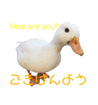 コールダックのKちゃん/call duck（個別スタンプ：23）