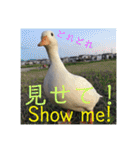 コールダックのKちゃん/call duck（個別スタンプ：30）